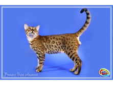 IMG_0427 + �����.jpg