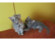 ���� ����� 005.jpg