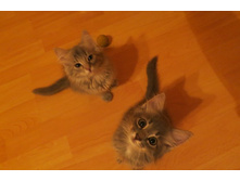 ���� ����� 018.jpg