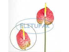 ��004651 �������� ������� 69 �� (36 ��.� ���.) 30 �.jpeg