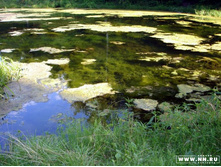 ��� ��������