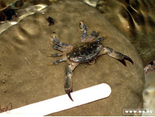 ���� ����������