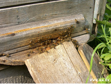 ���� �������� �ޣ���