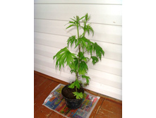 ����� �� ������� � �������.JPG