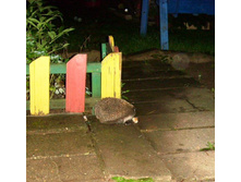 ���� ������ �������.JPG