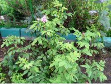 ������� ����������