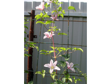 �������� ������ 1.JPG