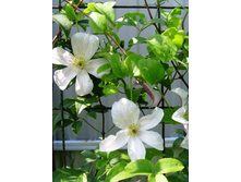 �������� ������.JPG