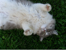 ����� ���������2.JPG