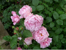 ����� �����.JPG