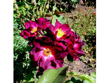 ���� Stormy Weather.JPG