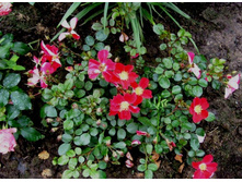 ���� �������� ������.JPG