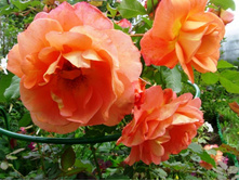 ���� ����������.JPG