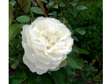 ���� ��������� ���������.JPG