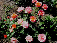 ���� �� ����� (�����).-Jean Cocteau