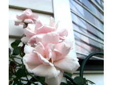 ���� ��� ����.JPG