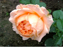 ���� ������.JPG