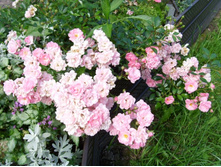 ���� �����.JPG