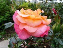 ������� �����(?)