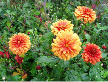 ������ �����.JPG