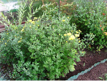 ������ ������� ����������.JPG