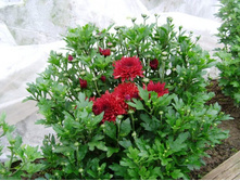 ������ ���������1.JPG