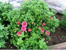 ������ ���������2.JPG