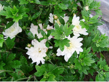 ������ ���������3.JPG