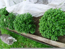 ������ ��������� �������.JPG