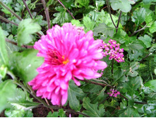 ������- �������.JPG