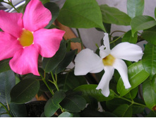 ���������� ������� - ������ ��������...... ������ , ��� ����- �������...