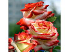 Imperatrice Farah 8,77 ����� 100��-31,34