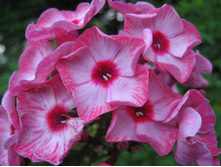 ��������� �����