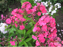 ����� ��������� 