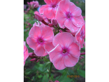 ��� ��������,����� ��������� ������