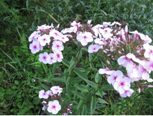 ����- ����