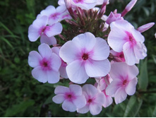 ����-����.