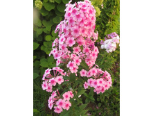 ���� ������.