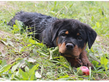 ������ ����� ����