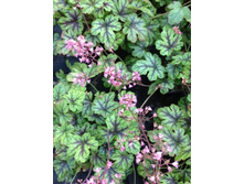 ������� ��������