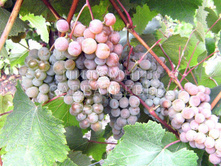 ������� ��������.jpg