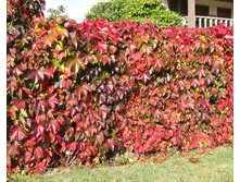 ������� ��������.jpg