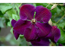 �������� Niobe.jpg