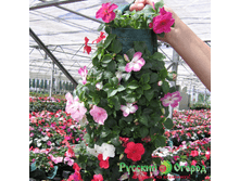 ��������� ����.jpg