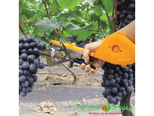 ������� ��� �������� ��������. 1960 ���. ����� ��� �������� 275 ���. �� 10 ������� 22 �. � ������.  ������� ��� �������� 90 ���. �� 5000 ��. 