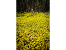 _DSC4016 - �����.jpg