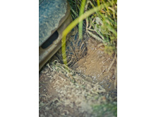 _DSC4175 - �����.jpg