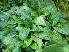 �������� 20