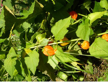 ������� ��������� �������