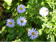 ������� ������� ����� ����� ������